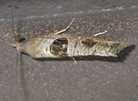 Triangle-backed Eucosma